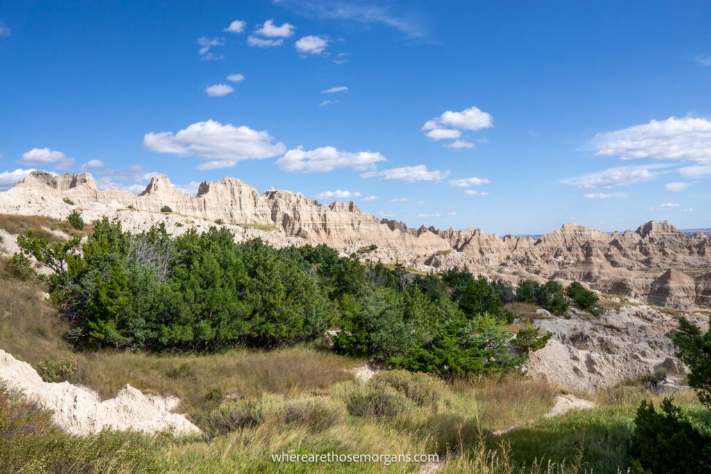 A Juniper forest and the badlands Wall