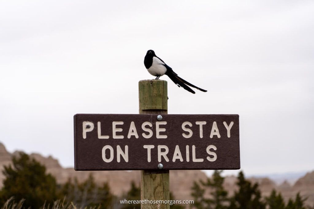 Wooden sign in the Badlands with a magpie sitting on top of the pole