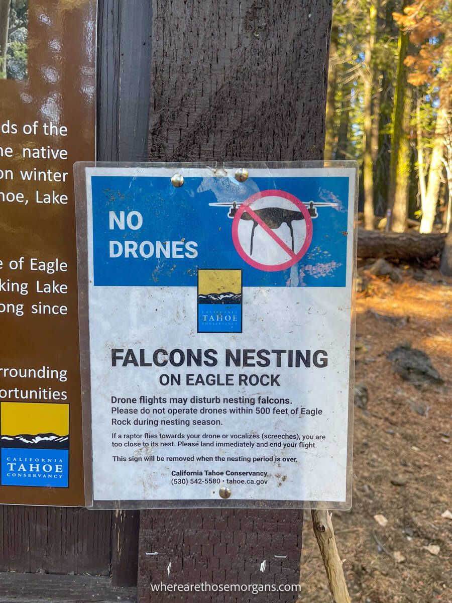Drone free zone information on a board notice of peregrine falcons nesting