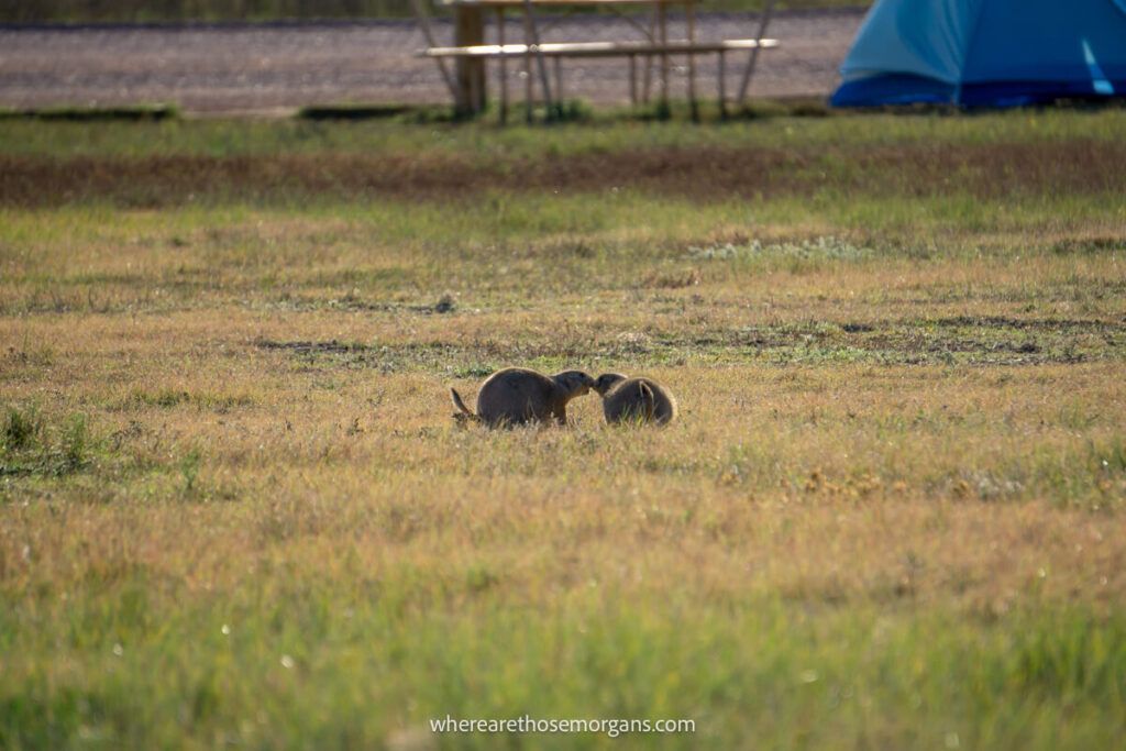 Two prairie dogs running through Sage Creek Campground