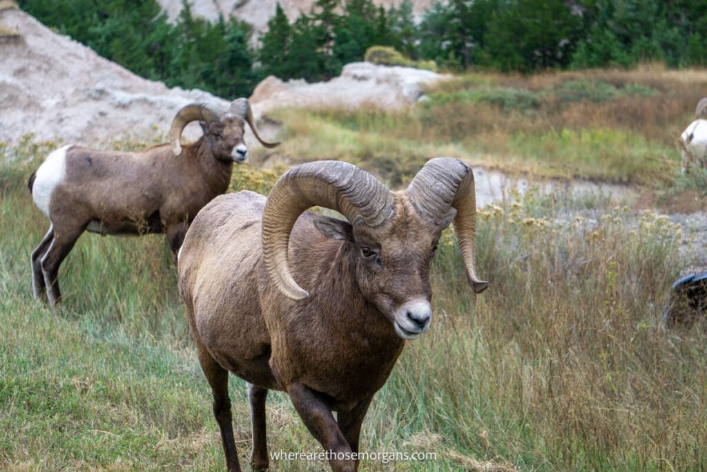 Two bighorn sheep walking on the side of the road in Badlands National Park