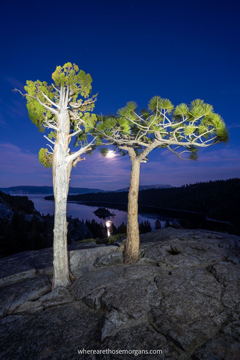 Two trees lit up by headlamps at night with the moon and a lake behind