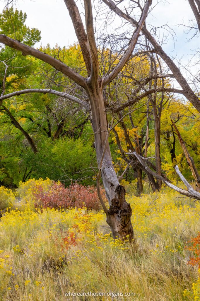 bright yellow fall foliage in Utah