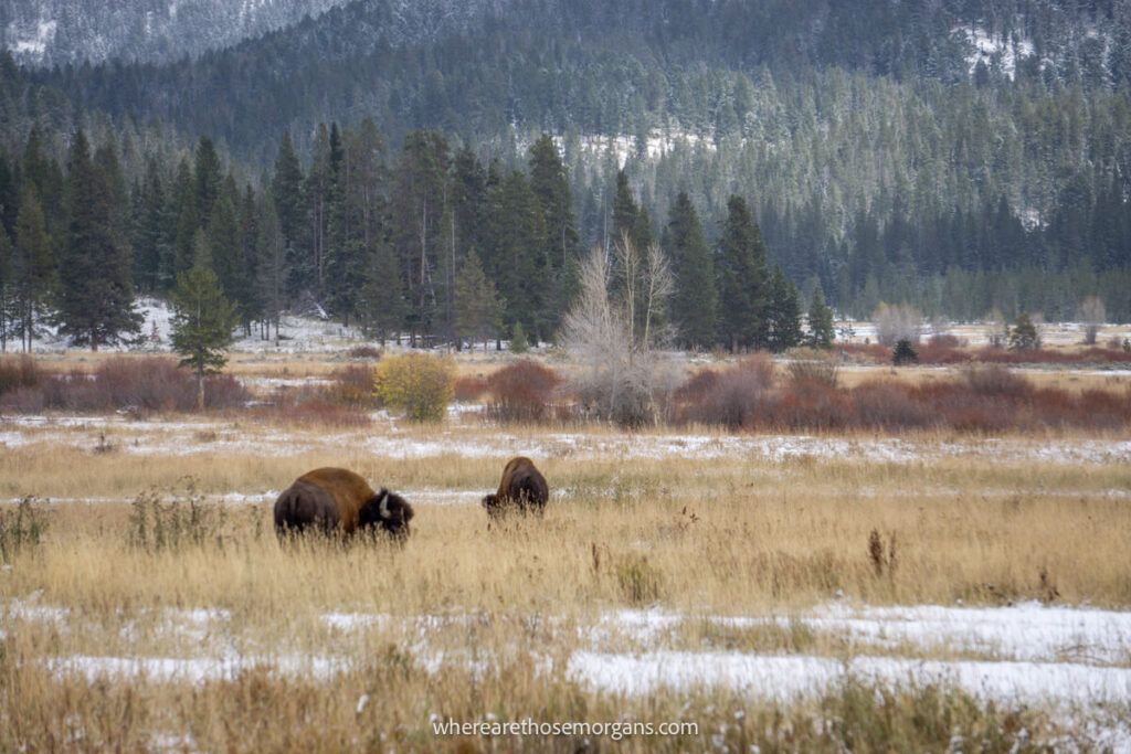 Two bison grazing in the spring season in Lamar Valley 