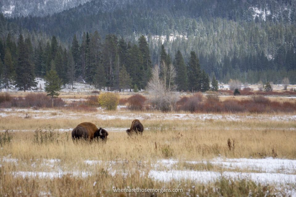 40 Best Things To Do In Yellowstone National Park By Region