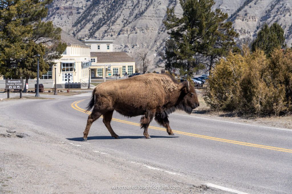 Bison walking across the road in Mammoth Village