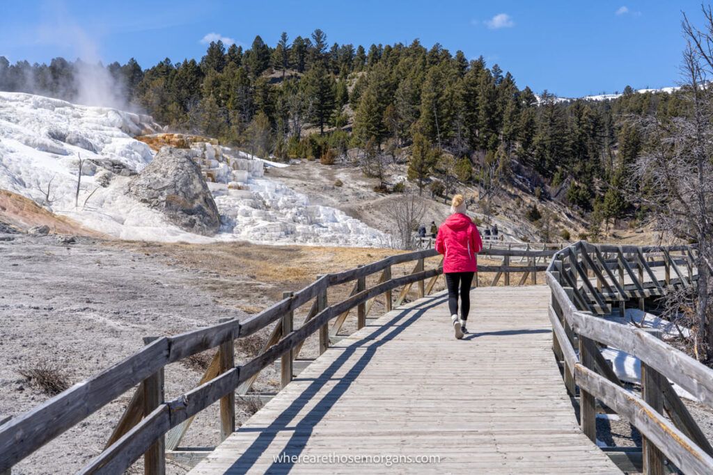 Woman walking along the boardwalk on the Mammoth Hot Springs Trail