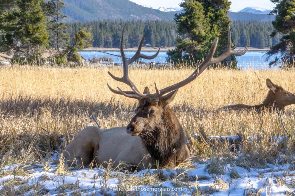 A large elk laying in the grass near Yellowstone lake which is one of the best places in the park to see wildlife