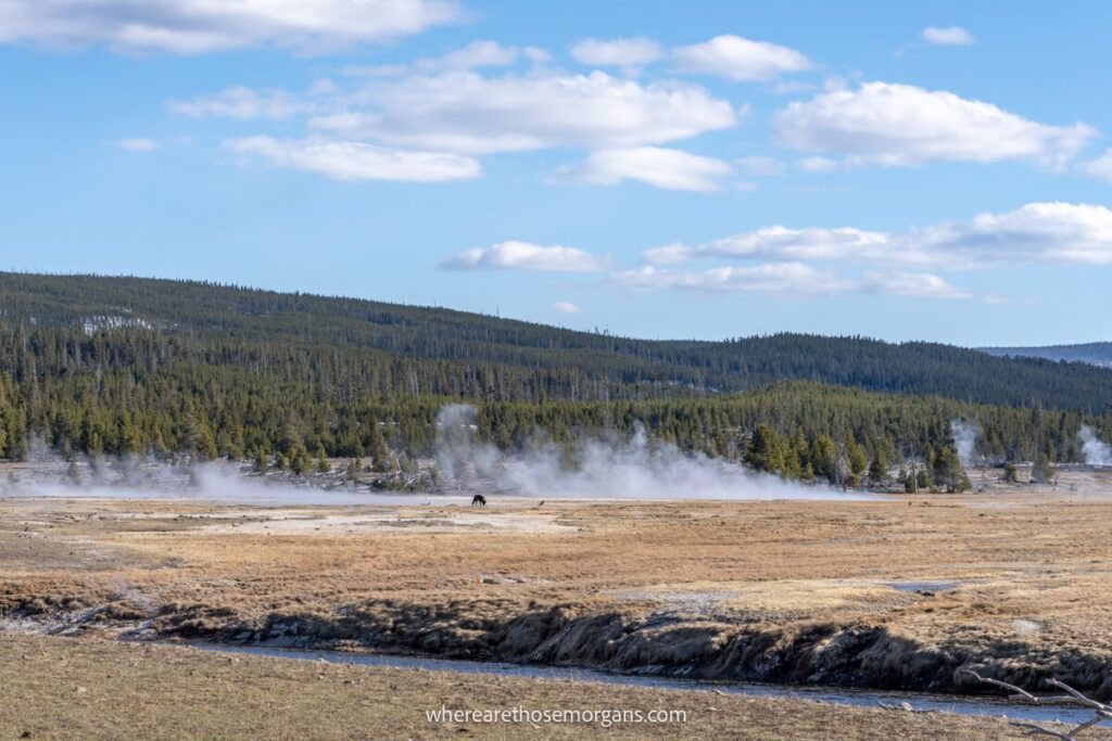A lone wolf along the Firehole River south of Grand Prismatic Spring