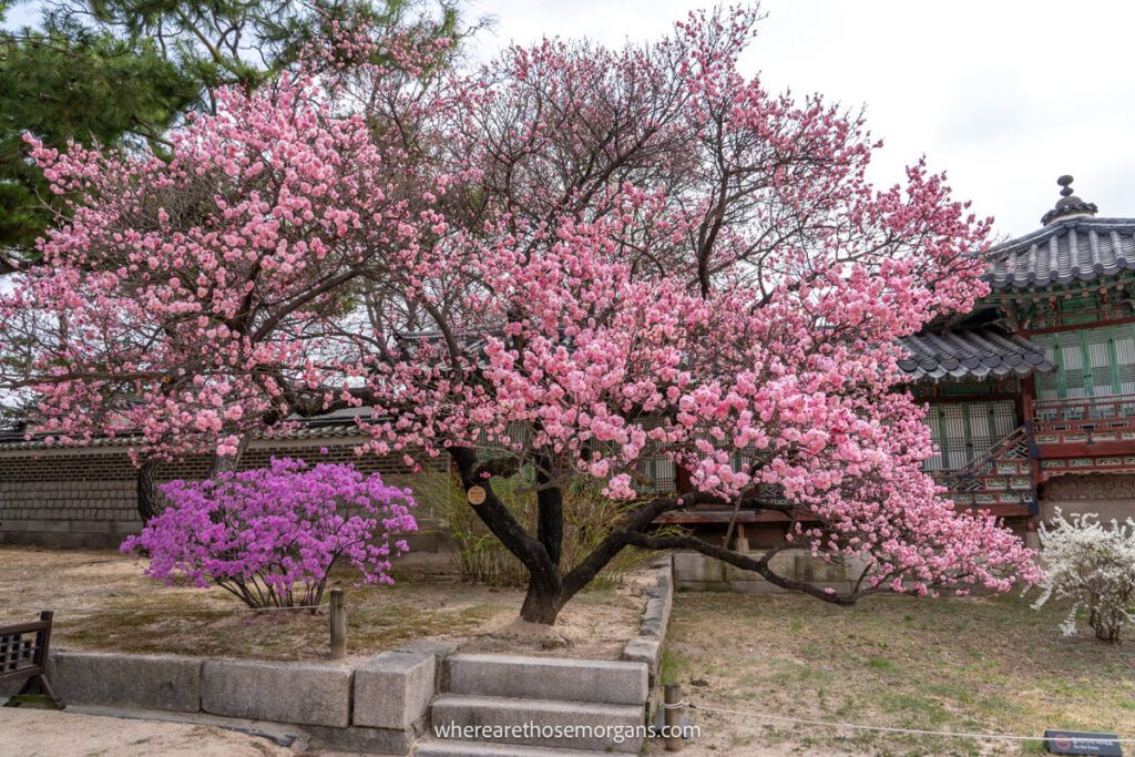 A vibrant pink cherry blossom along side a smaller purple bush