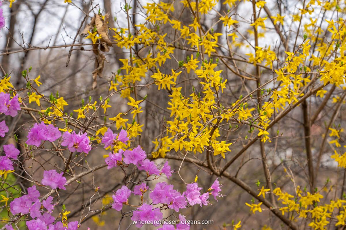 Pink and yellow flowers in bloom in Seoul during March