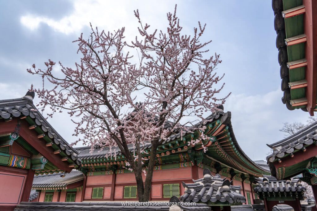 A small budding cherry tree inside Changdeokgung Palace