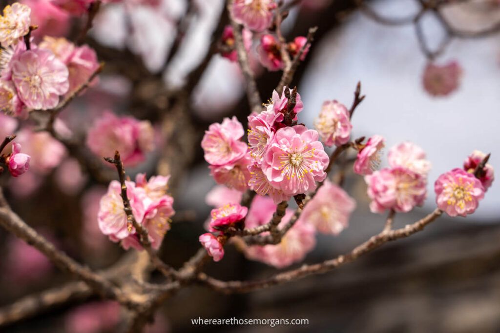 Close up view of budding cherry blossoms in Seoul