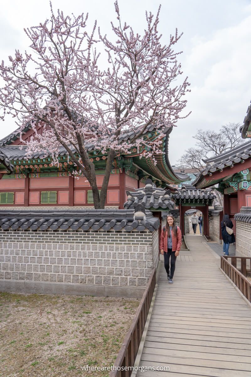 Woman posing for a photo next to a cherry blossom tree in Seoul