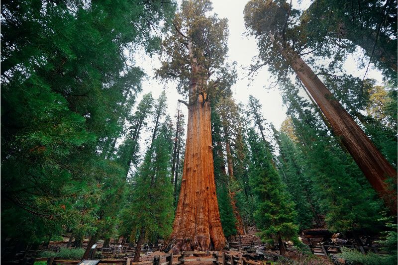 General Sherman Tree in Sequoia National Park with the tallest trees in the world