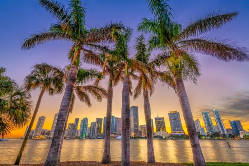 Palm trees and Miami city skyline with colorful sky