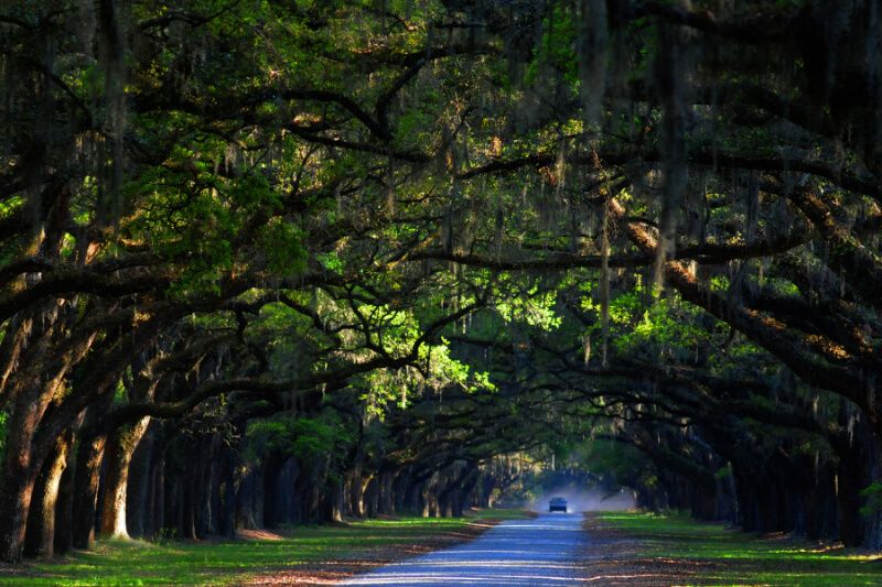 Deep South road trip features the famous tree tunnel in Savannah GA