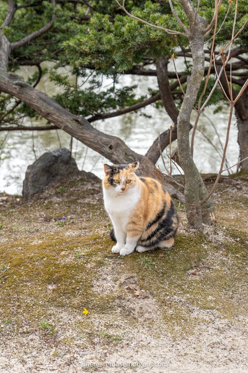 A cat sitting on the bank of a pond in Changgyeonggung Palace