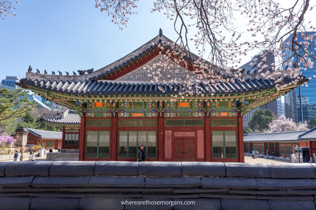 Cherry blossoms and a large colorful building inside Deoksugung