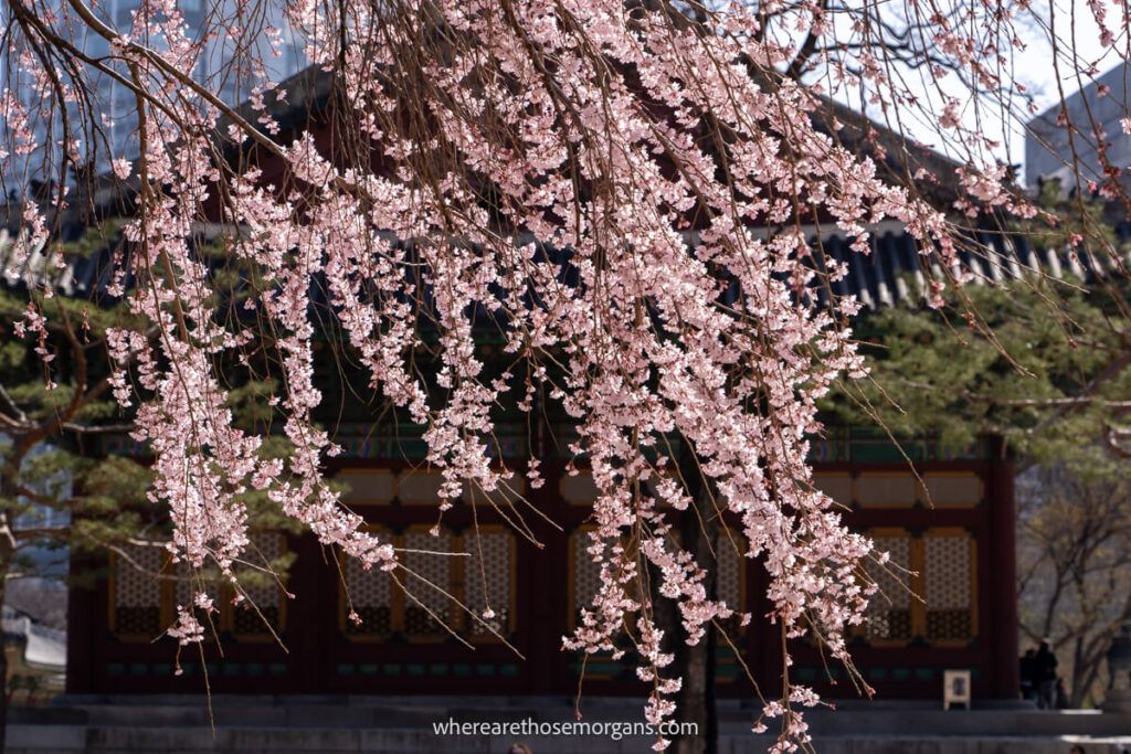 Vibrant pink cherry blossoms at Deoksugung Palace in the spring time