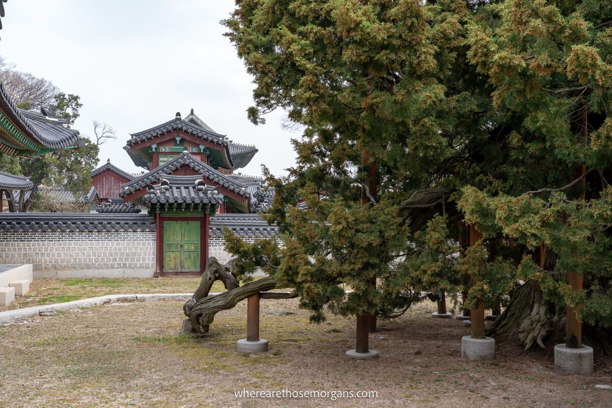 Chinese Juniper Tree inside Changdeokgung Palace