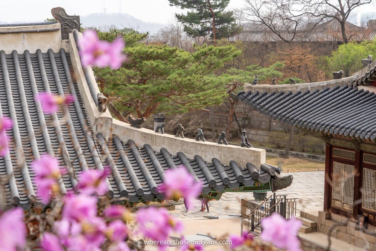 Close view of a Changgyeonggung Palace building roof with vibrant purple flowers