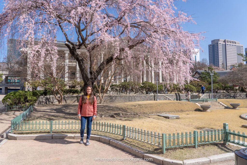 Woman posing for a photo next to a cherry blossoms tree in a Seoul Palace