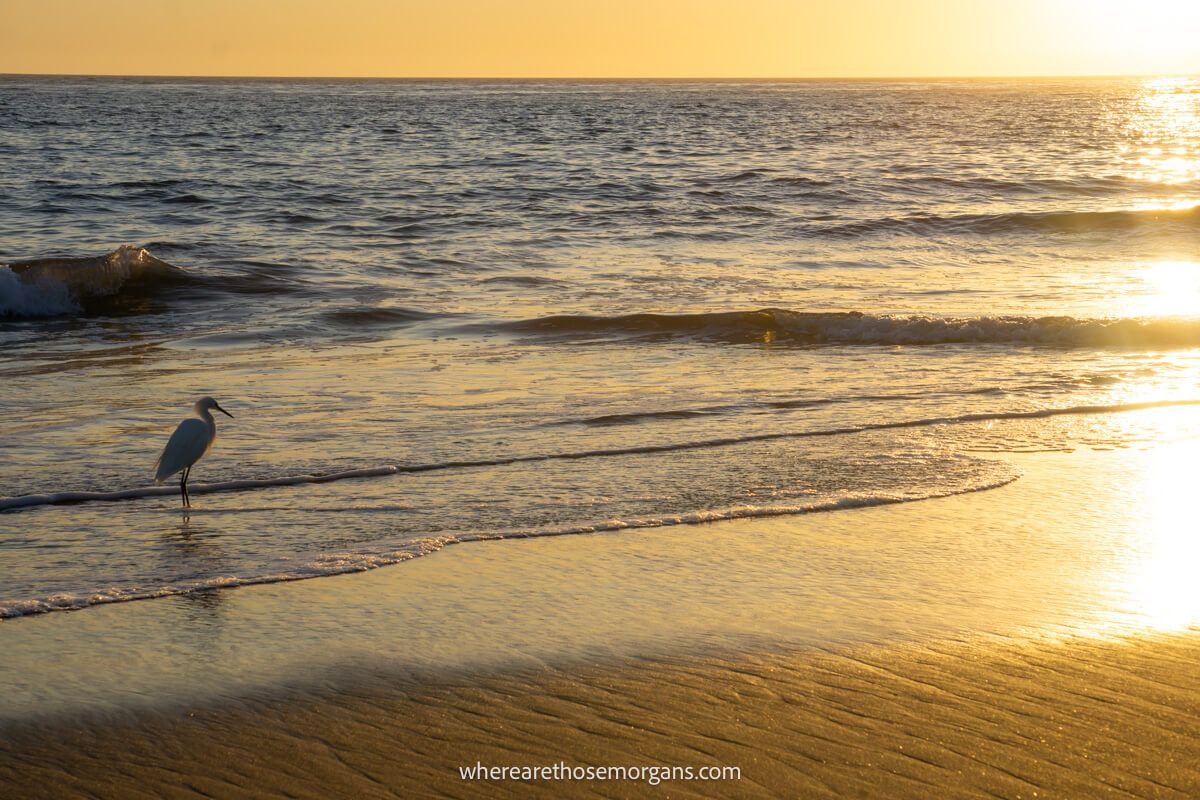 Bird wading in the sand at sunset with shallow waves splashing ashore