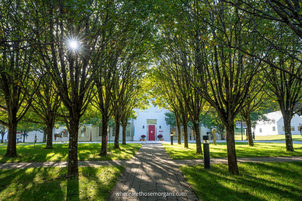 Multiple trees and a stone pathway leading to the South Vermont Art Center
