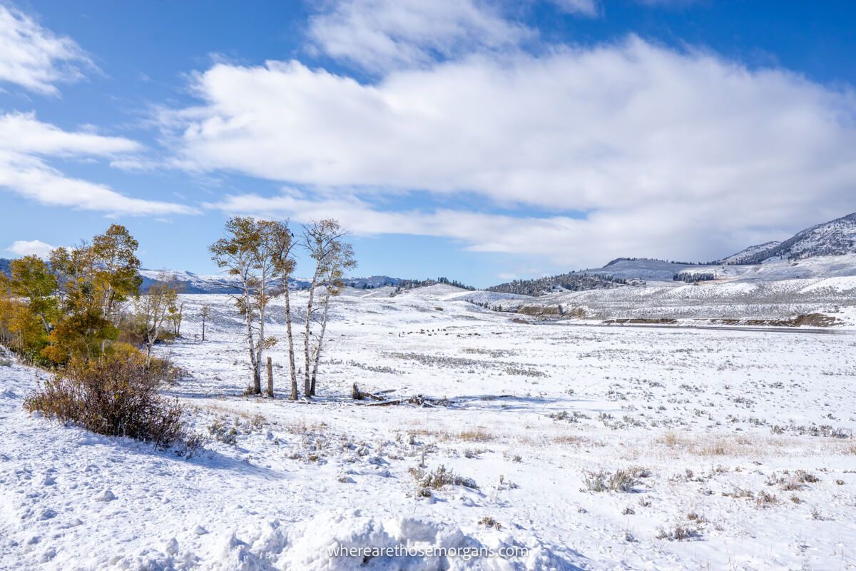 A wide open landscape covered in snow with a few trees sticking out showing off colorful leaves on a sunny day with light clouds
