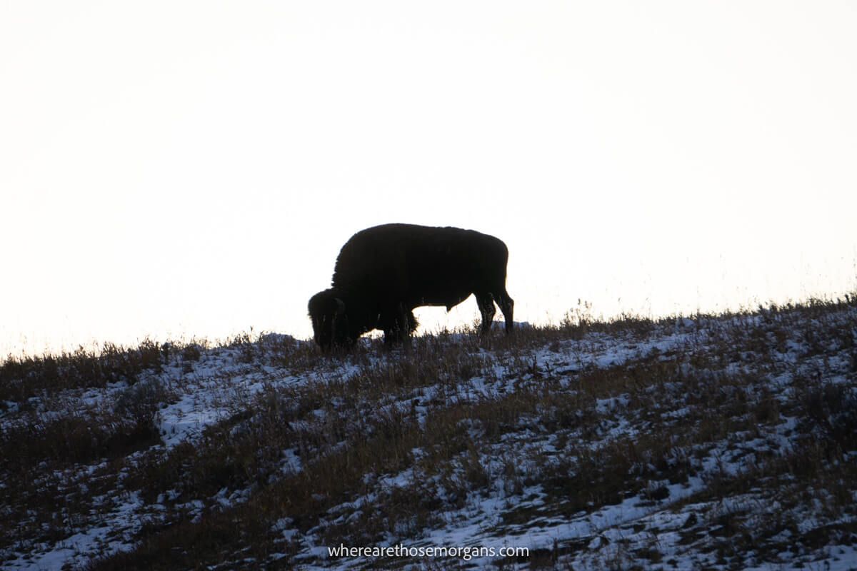 Lone bison silhouetted against soft light at the top of a hill covered in light snow
