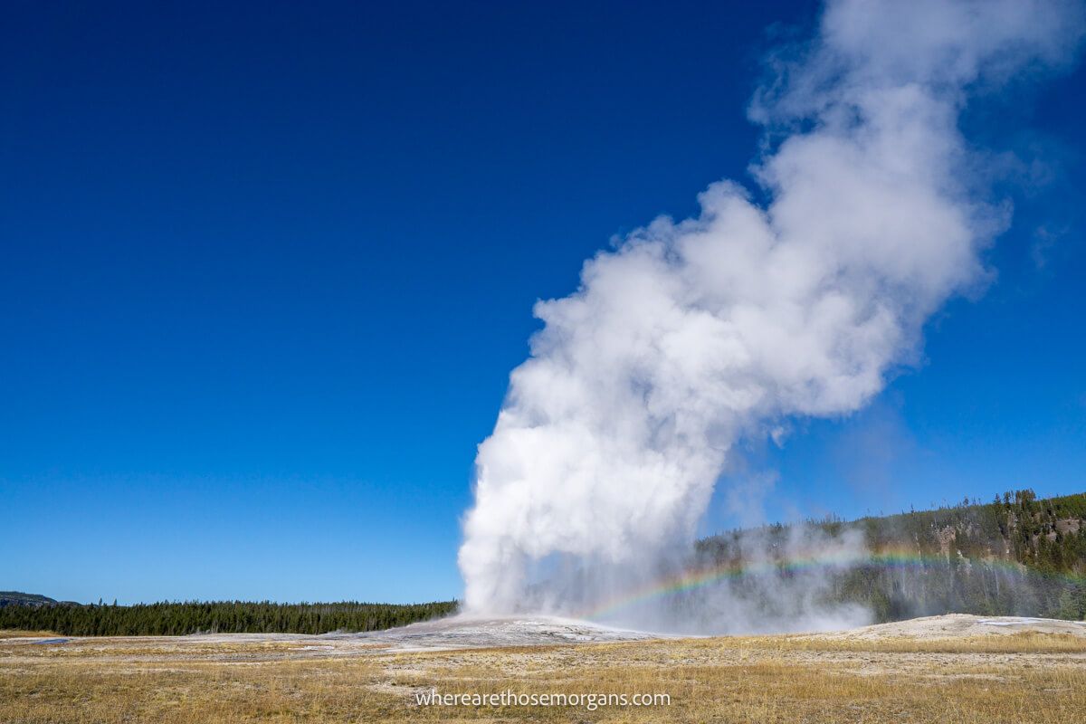 A billowing geyser in the middle of a golden grassy field with a rainbow formed where the sun meets the steam with a clear blue sky at Yellowstone National Park in October