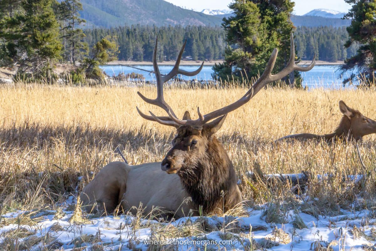 Large elk with antlers laying down on long grass with snow on the ground