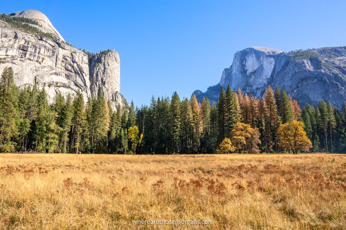 Yosemite Valley in October with long golden grass, trees and tall granite mountains on a clear day