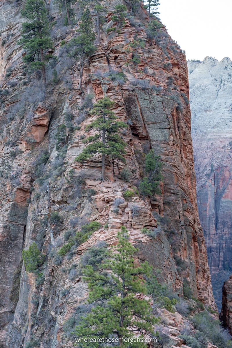 Close up photo of a narrow climbing trail with severe drops to either side on the Angels Landing hike in Zion