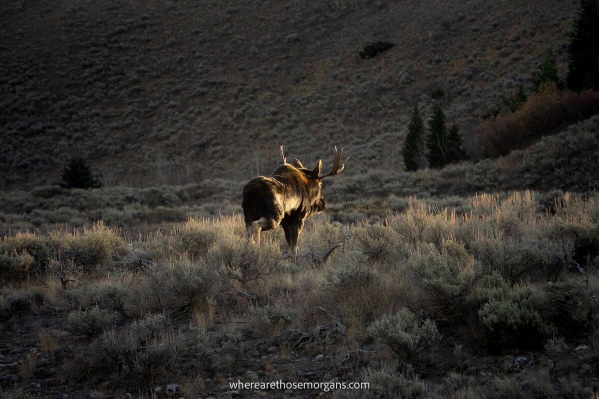 Photo of the backend of a moose walking away through a field towards a hill at Schwabacher Landing during sunrise in Grand Teton