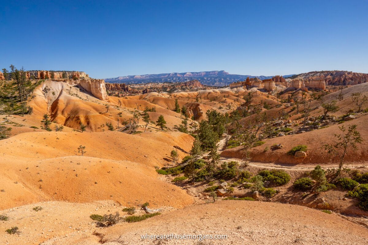 Photo of a wide open sandstone landscape with soft undulating smooth formations and trees on a clear day