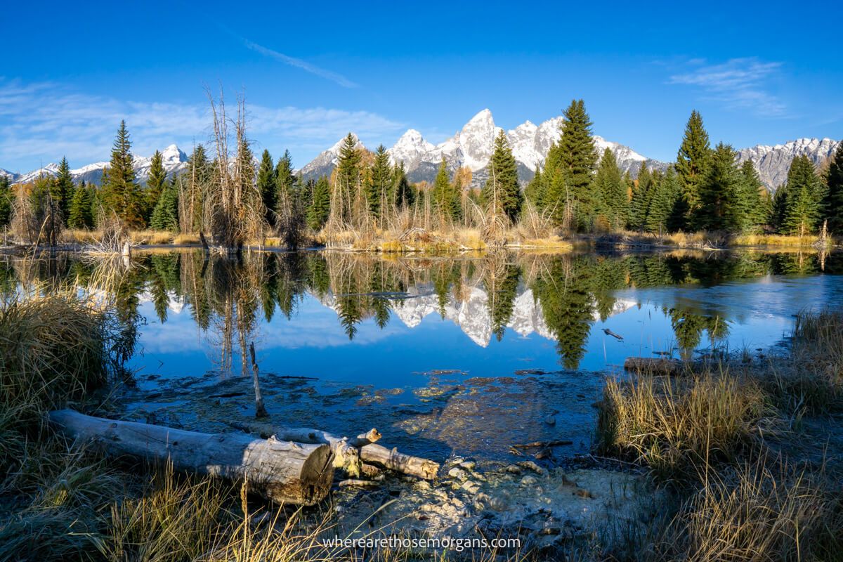Long grass and a log in a still river with trees and mountain reflections at sunrise in Wyoming