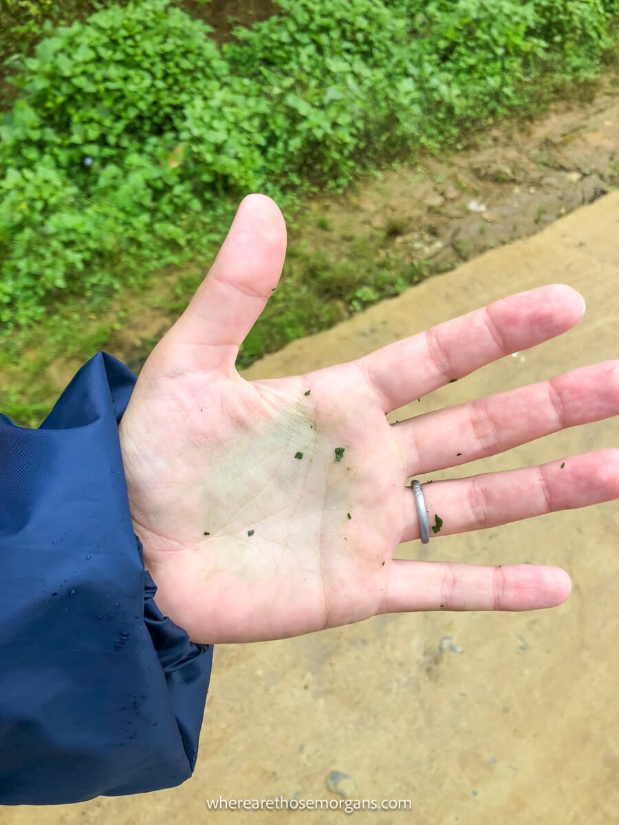 Indigo dye on a woman's hand
