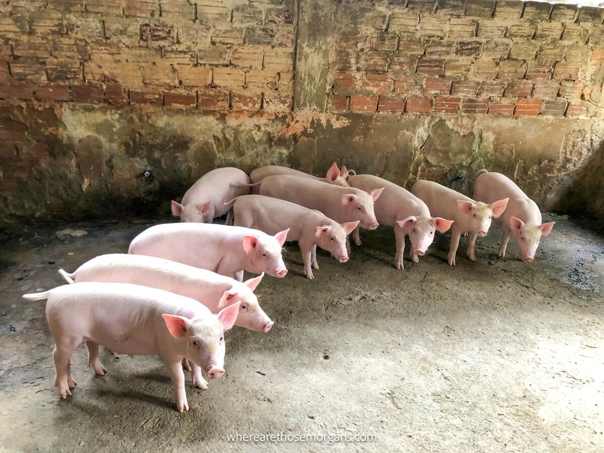 A group of pigs on a farm in rural Hoi An