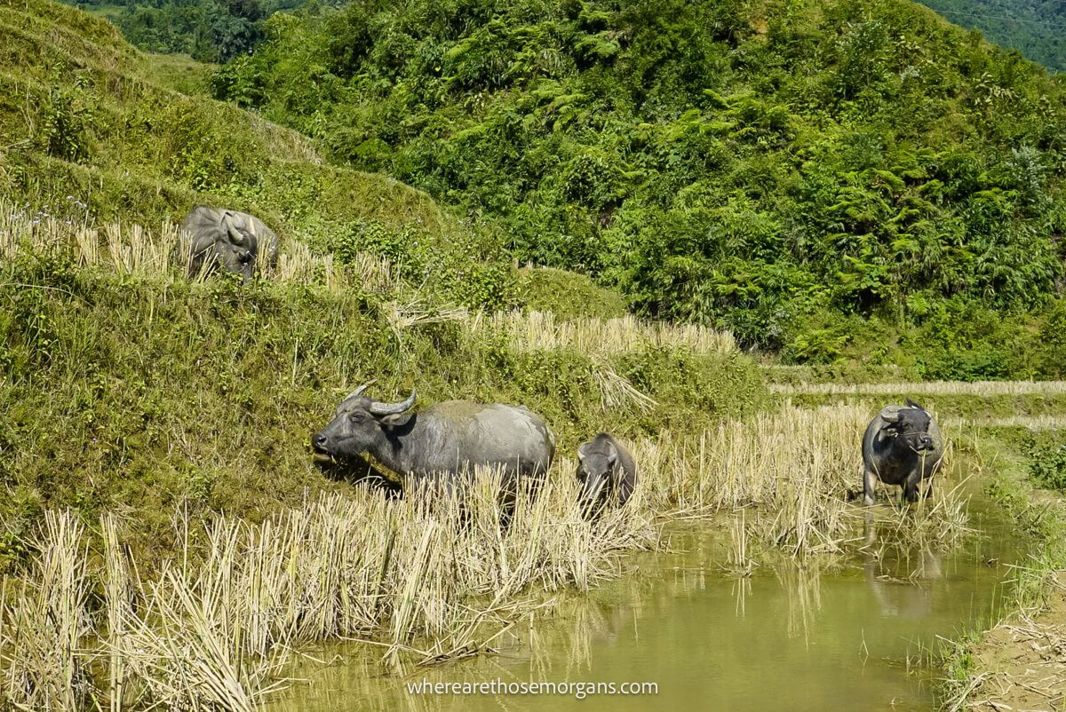 Four water buffalos grazing in a rice paddy in Vietnam