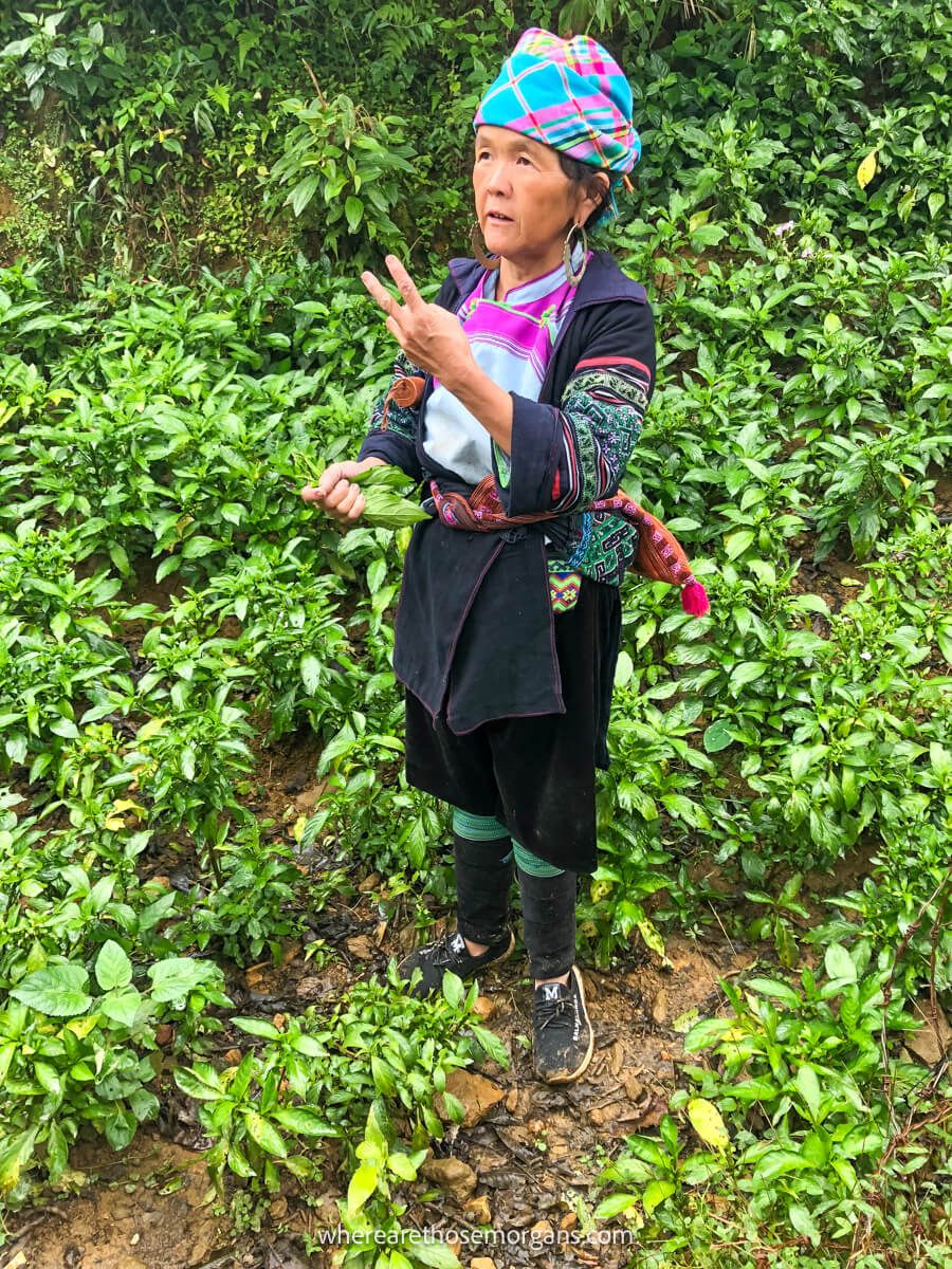A woman from the Hmong community in northern Vietnam showing visitors an indigo plant