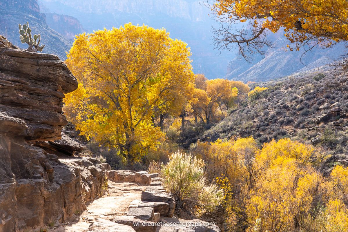 Photo of trees with colorful yellow leaves next to the narrow Bright Angel Trail path at Havusapai Gardens half way down Grand Canyon South Rim