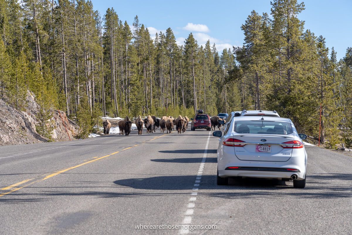 A herd of buffalo walking next to a bunch of cars in Yellowstone National Park