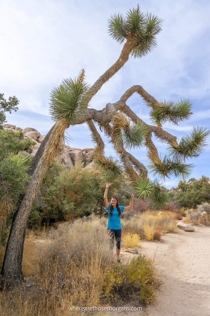 Photo of a tourist standing underneath a hanging Joshua Tree with arms in the air