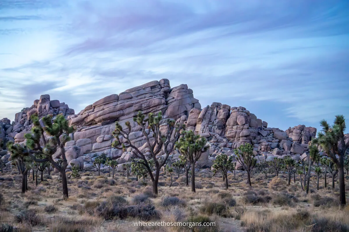Photo of smooth rock formations behind Joshua Trees in a flat desert landscape at dusk