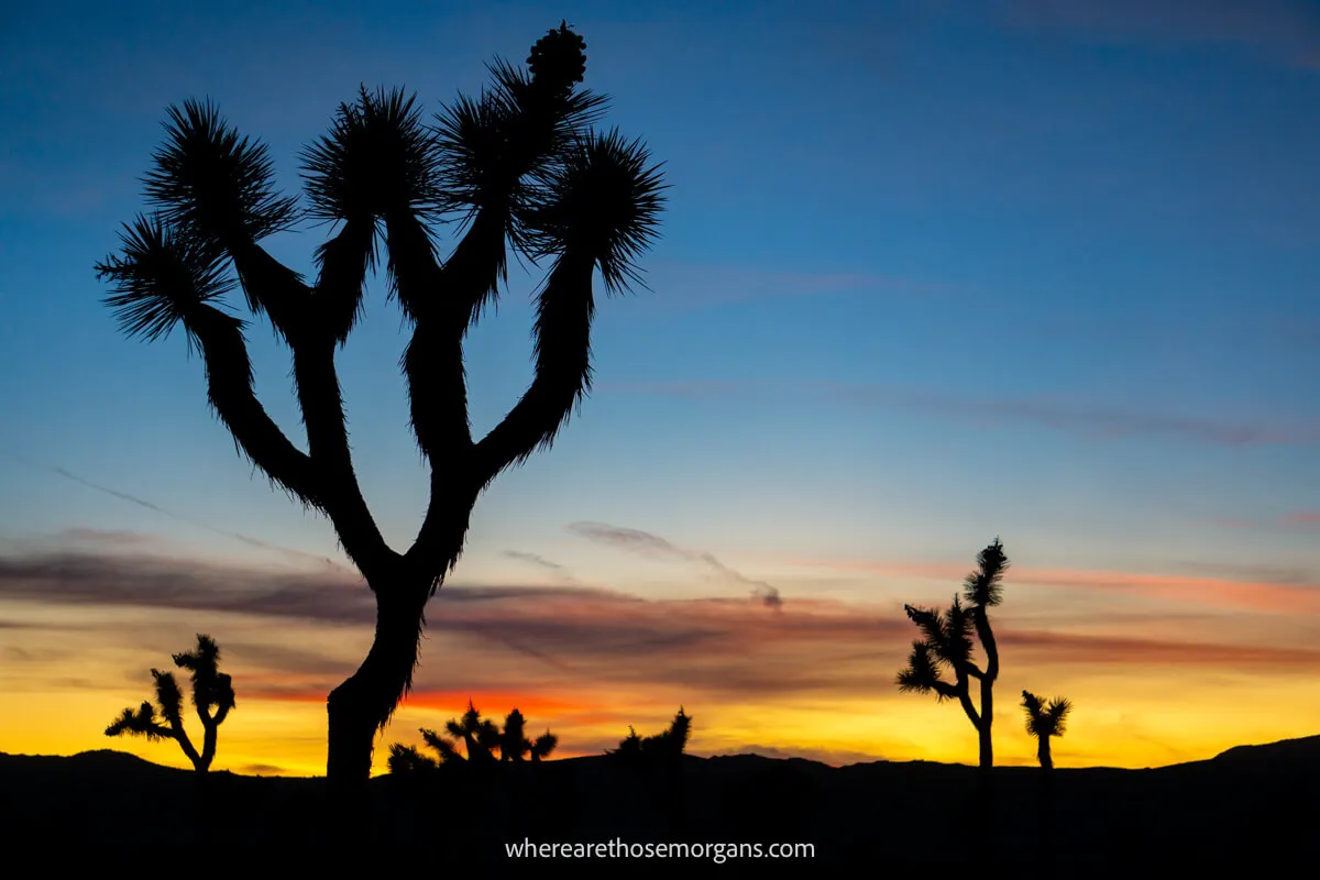 Photo of silhouetted Joshua Trees with yellows and oranges in the sky at sunset