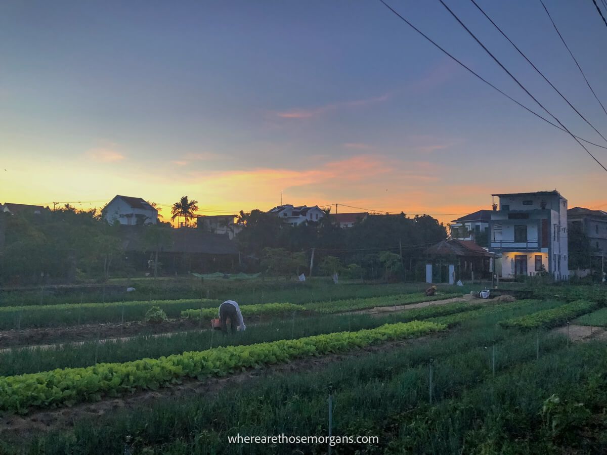 Woman tending to her garden during dusk outside of Hoi An