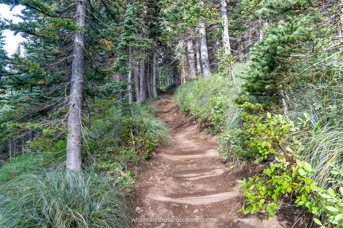 Photo of a steep dirt packed path heading through grass, shrubs and trees