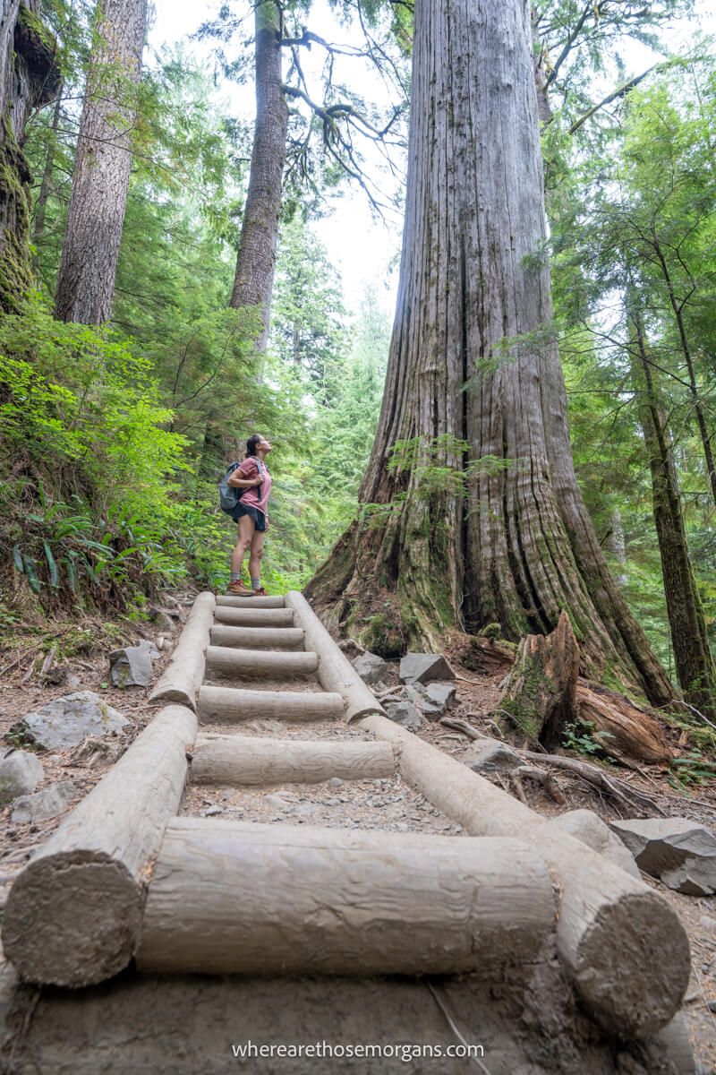 Photo of a person looking up at a large tree in a forest at the top of a puncheon bridge